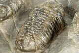 Three Colorful Phacopid (Austerops) Trilobites - Jorf Morocco #329072-14